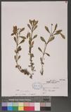 Phyla nodiflora (L.) Greene L