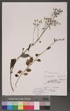Vernonia cinerea (L.) Less. @K
