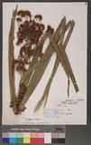 Rhynchospora corymbosa (L.) Britton T
