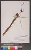 Pycreus sanguinolentus (Vahl.) Nees ex C. B. Clarke 