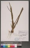 Carex hoozanensis Hayata ıJW