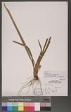 Carex hoozanensis Hayata ıJW