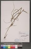 Scleria terrestris (L.) Fassett ͬï]T