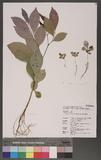 Glochidion acuminatum Muell.-Arg. 裏CYG