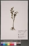Ludwigia hyssopifolia (G. Don) Exell ӸB