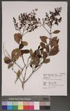 Ligustrum japonicum Thunb. var. pubescens Koidzumi