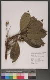Elaeocarpus multiflorus (Turcz.) F.-Vill. c
