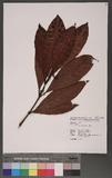 Psychotria rubra (Lour.) Poir. E`