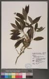 Cyclobalanopsis stenophylloides (Hayata) Kudo & Masamune ex Kudo UR