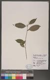 Maesa japonica (Thunb.) Moritzi ex Zoll. s۪