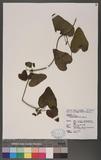 Aristolochia kaempferi Willd. j¹a