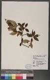 Trachelospermum formosanum Liu & Ou OW