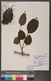 Clerodendrum trichotomum Thunb. {`s