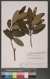 Gordonia axillaris (Roxb.) Dietr. jY