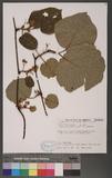 Actinidia chinensis Planch. var. setosa Li OWϮ
