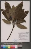 Daphniphyllum hima...