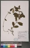 Gymnema alternifolium (Lour.) Merr. Zu