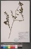 Rhamnus pilushanensis Liu & Wang Ss