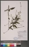 Desmodium podocarpum DC. subsp. oxyphyllum (DC.) Ohashi ps½