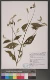 Achyranthes aspera L. var. rubro-fusca Hook. f. 