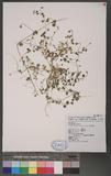 Stellaria arisanensis (Hayata) Hayata scͰ
