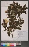 Hypericum monogynum L. 金絲桃