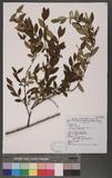 Hypericum geminiflorum Hemsl. subsp. simplicistylum (Hayata) N.Robson p