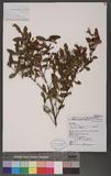 Hypericum geminiflorum Hemsl. subsp. simplicistylum (Hayata) N.Robson p