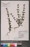 Phtheirospermum japonicum (Thunb.) Kanitz 饻QU