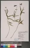 Adenophora morrisonensis Hayata subsp. uehatae (Yamamoto) Lammers sF