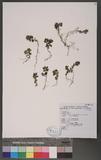 Clinopodium laxiflorum (Hayata) Mori var. taiwanianum T. H. Hsieh & T. C. Huang OW