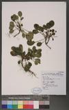 Shortia rotundifolia (Maxim.) Makino var. transalpina (Hayata) Yamazaki