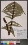 Dryopteris wallichiana (Sprengel) Alston & Bonner ˤ