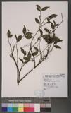 Antidesma japonicum Sieb. & Zucc. 饻
