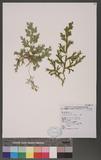 Selaginella doederleinii Hieron. ͮڨf