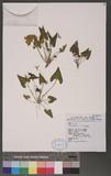 Viola betonicifolia J. E. Smith bj