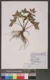 Ranunculus cantoniensis DC. 