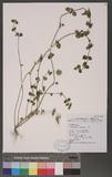 Leucas chinensis (Retz.) R. Br. ժ