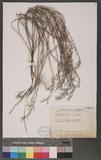 Indigofera linifolia (L. f.) Retz. Ӹ