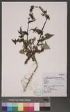 Picris hieracioides L. subsp. ohwiana (Kitamura) Kitamura ss