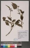 Hedera rhombea (Miq.) Bean var. formosana (Nakai) Li OW`K