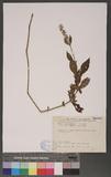 Achyranthes japonica (Miq.) Nakai 饻