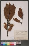 Cyclobalanopsis acuta (Thunb.) Oerst. var. paucidentata (Fr.) Liao lR