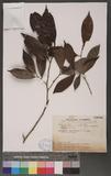 Camellia sinesis (L.) O.Ktze subsp. buisanensis (Sasaki) Lu & Yang Z¤s