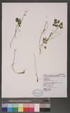 Corydalis incisa (Thunb.) Pers. 踭j