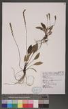 Plantago lanceolata L. e
