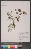 Selaginella tama-montana S.Serizawa