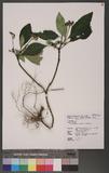 Ophiorrhiza kuroiwae Makino pDگ