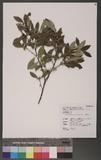 Microtropis japonica (Fr. & Sav.) Hall. f. 饻ɽå