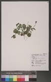 Emilia sonchifolia (L.) DC. var. javanica (Burm. f.) Mattfeld I